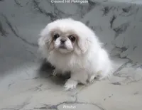 Preston, a male Pekingese for sale in Salley, SC – 2 of 7