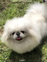 Preston, a male Pekingese for sale in Salley, SC – 6 of 7