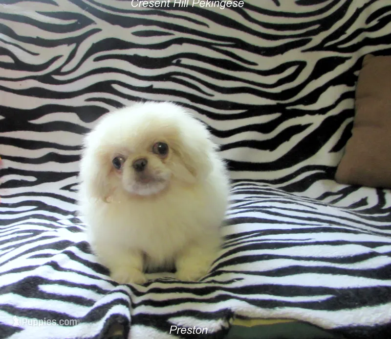 Preston – Pekingese puppy for sale in Salley, SC
