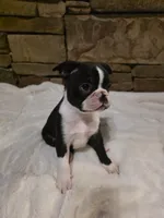 Male #1, a male Boston Terrier for sale in Sevierville, TN – 3 of 4