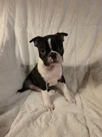 Male #1, a male Boston Terrier for sale in Sevierville, TN – 4 of 4