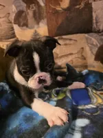 Male #1, a male Boston Terrier for sale in Sevierville, TN – 2 of 4