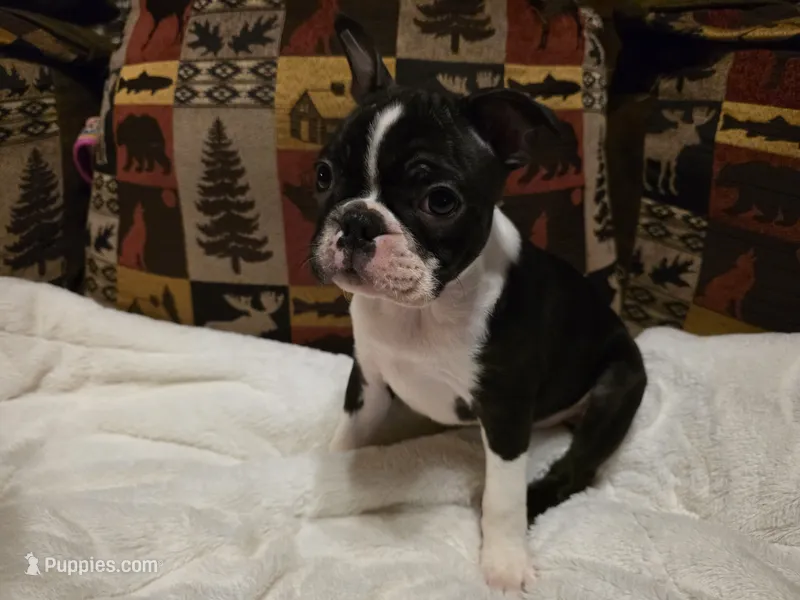Trump – Boston Terrier puppy for sale in Sevierville, TN