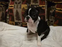 Trump, a male Boston Terrier for sale in Sevierville, TN – 1 of 2