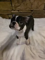 Male #2, a male Boston Terrier for sale in Sevierville, TN – 3 of 4