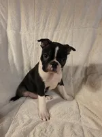 Male #1, a male Boston Terrier for sale in Sevierville, TN – 2 of 4