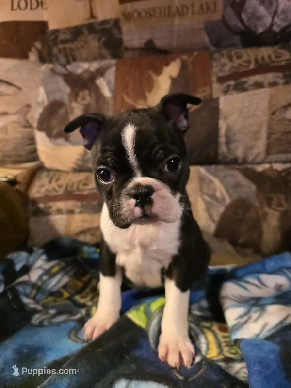 Male #2 – Boston Terrier puppy for sale in Sevierville, TN
