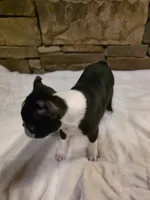 Male #2, a male Boston Terrier for sale in Sevierville, TN – 4 of 4