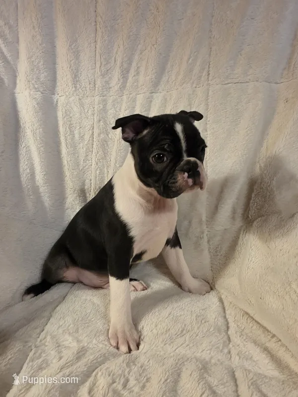 Male #1 – Boston Terrier puppy for sale in Sevierville, TN