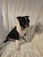 Male #1, a male Boston Terrier for sale in Sevierville, TN – 1 of 4
