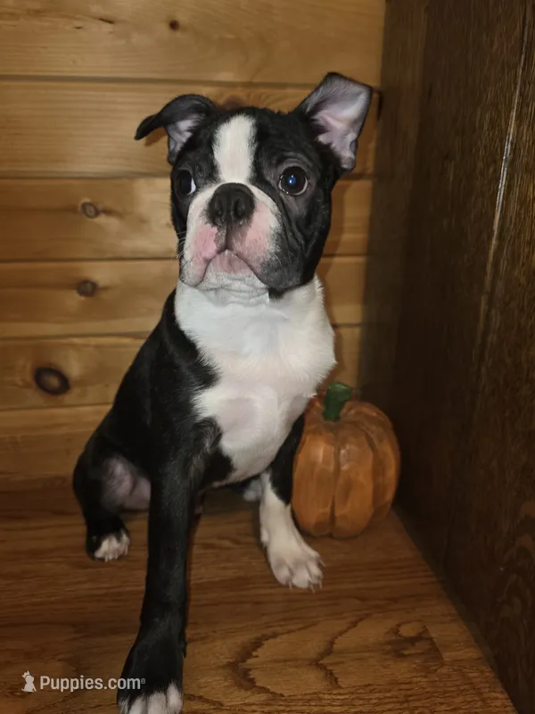 Bear – Boston Terrier puppy for sale in Sevierville, TN