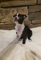 Male #1, a male Boston Terrier for sale in Sevierville, TN – 4 of 4