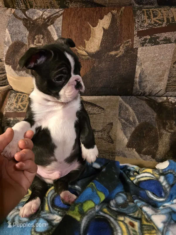 Male #1 – Boston Terrier puppy for sale in Sevierville, TN
