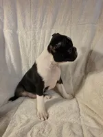 Male #1, a male Boston Terrier for sale in Sevierville, TN – 3 of 4