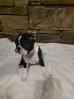 Male #2, a male Boston Terrier for sale in Sevierville, TN – 2 of 4