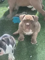 N/A, a female American Bully for sale in Durham, NC – 2 of 4