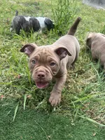 N/A, a female American Bully for sale in Durham, NC – 4 of 4
