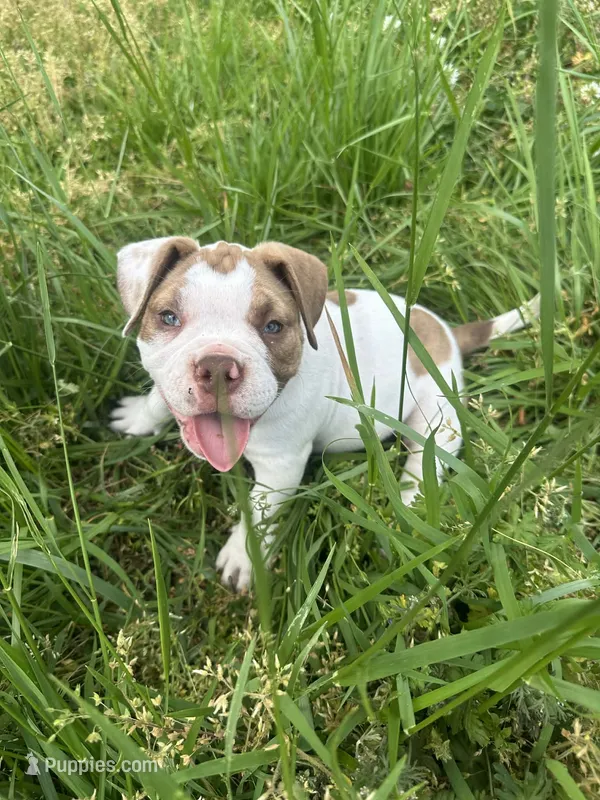 N/A – American Bully puppy for sale in Durham, NC