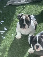 N/A, a female American Bully for sale in Durham, NC – 3 of 4