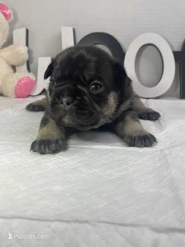 Ruby – French Bulldog puppy for sale in Rockford, IL