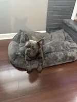 Milo, a male French Bulldog for sale in Rockford, IL – 8 of 8