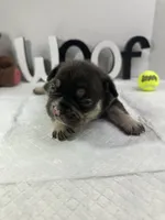 Bear , a male French Bulldog for sale in Rockford, IL – 7 of 10