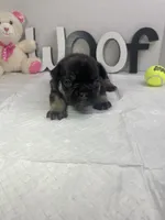 Ruby, a female French Bulldog for sale in Rockford, IL – 8 of 10
