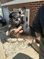 Ruby, a female French Bulldog for sale in Rockford, IL – 5 of 10