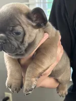 Milo, a male French Bulldog for sale in Rockford, IL – 6 of 8