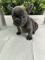 Blue, a male French Bulldog for sale in Rockford, IL – 6 of 10