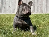 Milo, a male French Bulldog for sale in Rockford, IL – 7 of 8