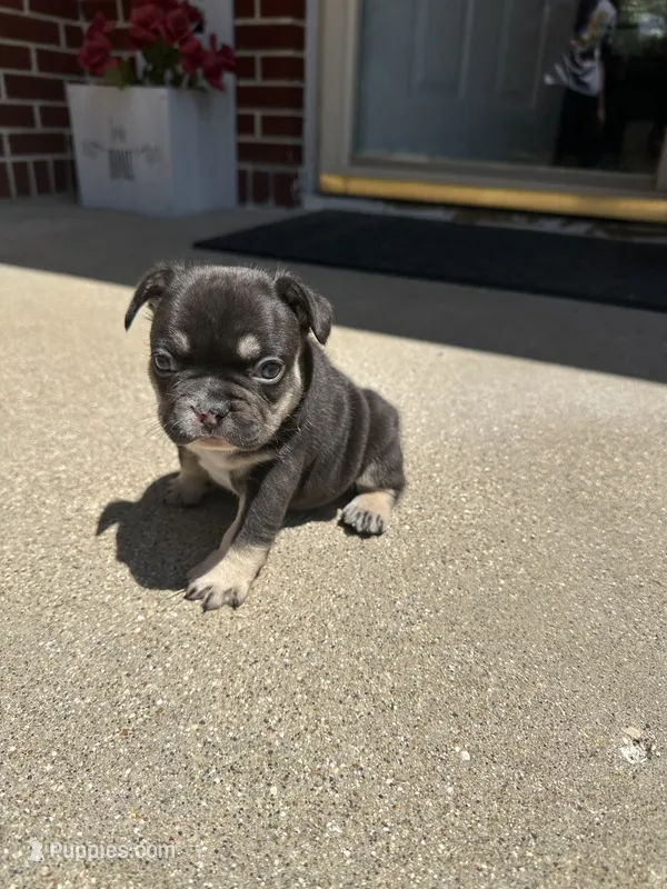 Bear  – French Bulldog puppy for sale in Rockford, IL