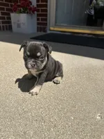 Bear , a male French Bulldog for sale in Rockford, IL – 5 of 10