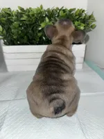 Milo, a male French Bulldog for sale in Rockford, IL – 3 of 8