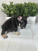 Bear , a male French Bulldog for sale in Rockford, IL – 3 of 10
