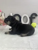Ruby, a female French Bulldog for sale in Rockford, IL – 3 of 10