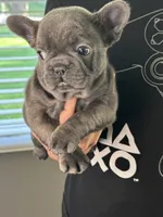 Blue, a male French Bulldog for sale in Rockford, IL – 7 of 10