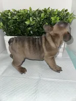 Milo, a male French Bulldog for sale in Rockford, IL – 4 of 8