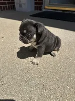 Bear , a male French Bulldog for sale in Rockford, IL – 6 of 10