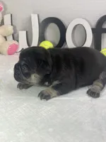 Ruby, a female French Bulldog for sale in Rockford, IL – 4 of 10