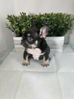 Bear , a male French Bulldog for sale in Rockford, IL – 2 of 10