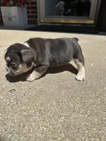 Sophie, a female French Bulldog for sale in Rockford, IL – 7 of 10