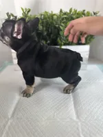 Ruby, a female French Bulldog for sale in Rockford, IL – 4 of 10