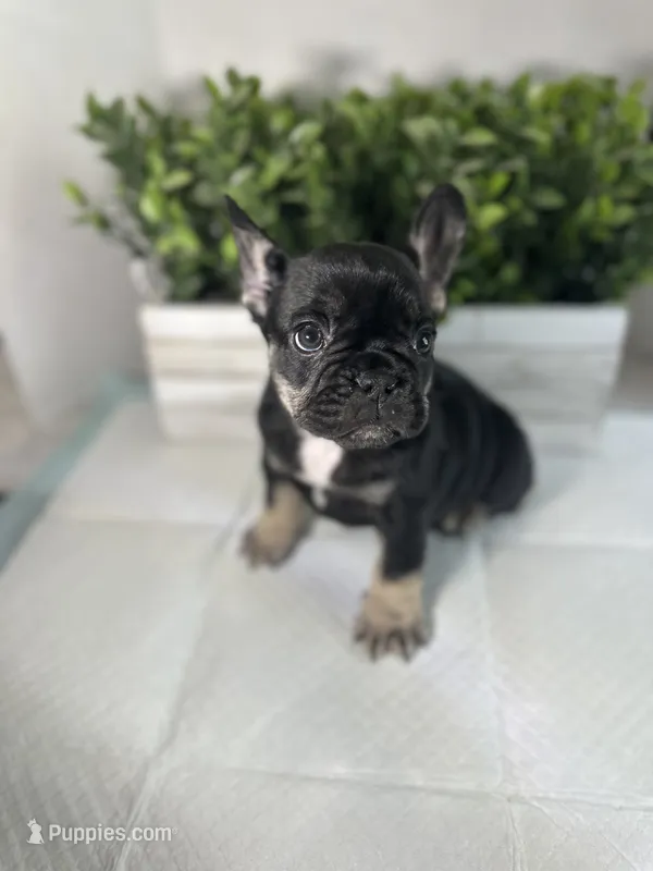 Ruby – French Bulldog puppy for sale in Rockford, IL