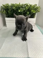 Blue, a male French Bulldog for sale in Rockford, IL – 5 of 10