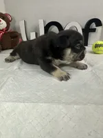Bear , a male French Bulldog for sale in Rockford, IL – 3 of 10