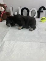 Bear , a male French Bulldog for sale in Rockford, IL – 9 of 10
