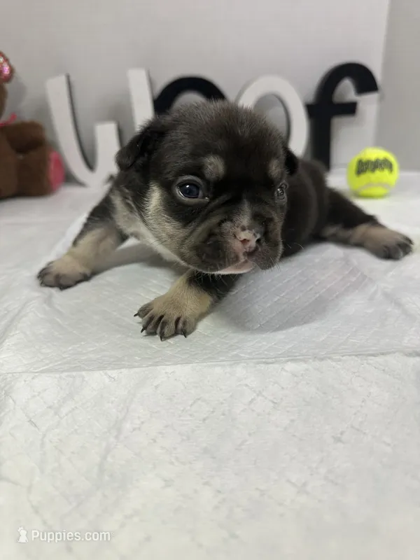 Bear  – French Bulldog puppy for sale in Rockford, IL