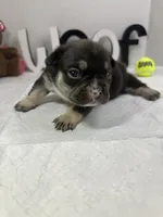 Bear , a male French Bulldog for sale in Rockford, IL – 1 of 10