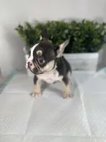Sophie, a female French Bulldog for sale in Rockford, IL – 2 of 10